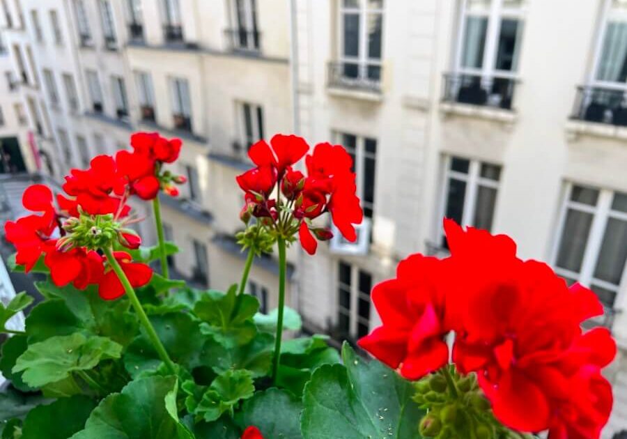 Adrian Leeds' geraniums in her windowbox