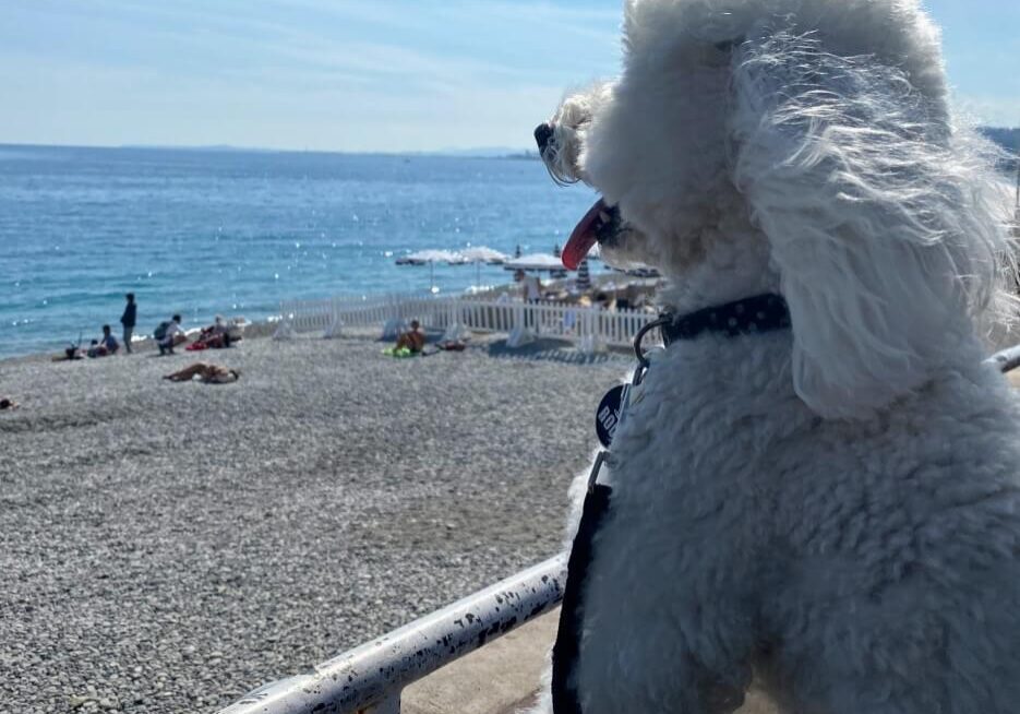 A white poodle perched on the seawall in Nice