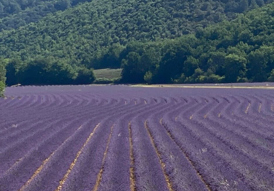 Lavender fields in the south of France