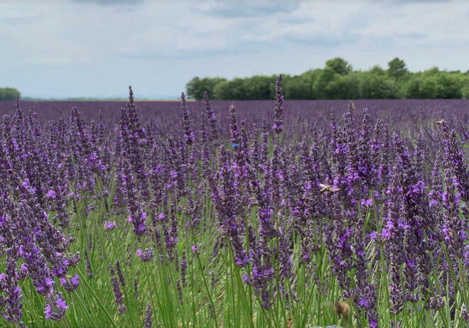 Photo of blooming lavender fields in the south of Franc