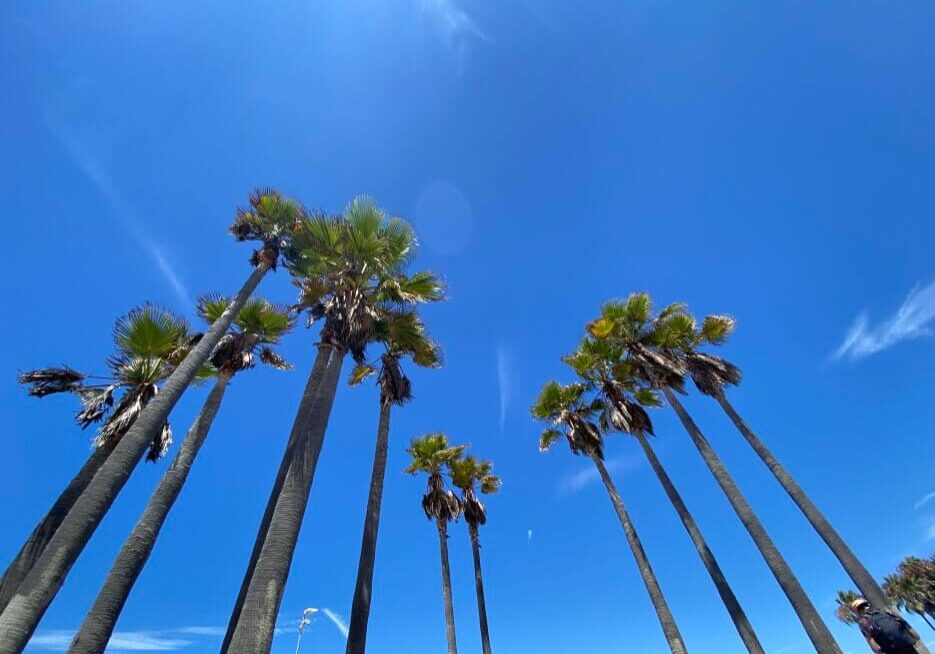 Looking up to clear blue skies and palm trees in Los Angeles, Califonia