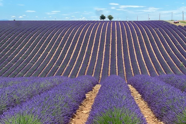 Lavender fields of France