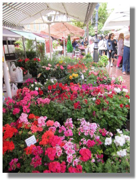 Mini-Conference in Nice - Flower Market in Nice, France