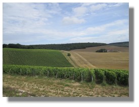The vineyards of the Champagne region - France