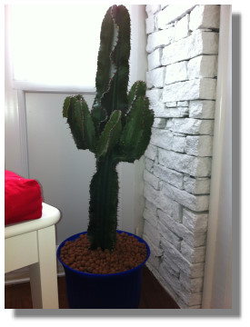 5-3-12 Henri cactus