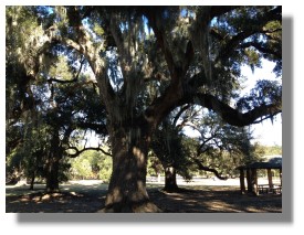 Oak Tree at Audubon Park - New Orleans, LA